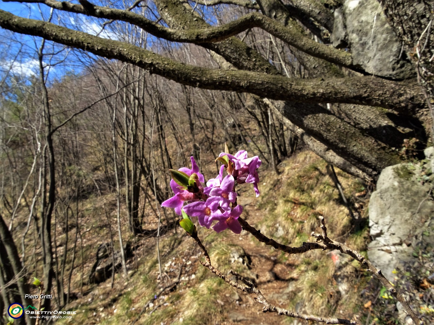 31 Fiori di Mezereo (Daphne mezereum).JPG